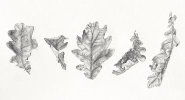 Dancing Oak Leaves